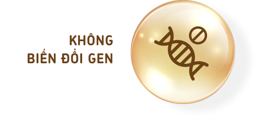 Không biến đổi gen